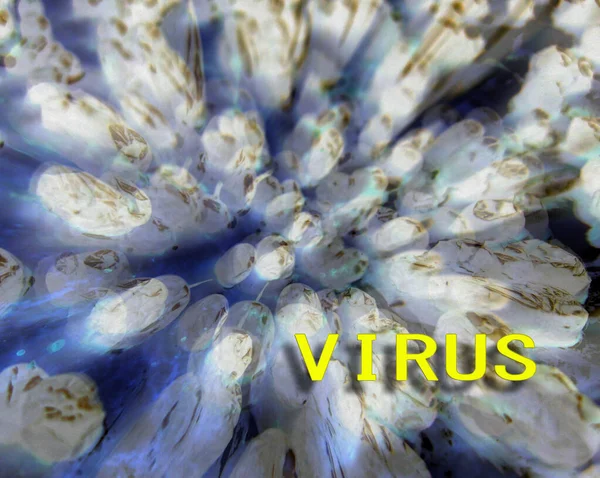 Wirus Pod Mikroskopem Makro Bakterii Kolorze Białym Jasnoniebieskim Śmiertelny Wirus — Zdjęcie stockowe