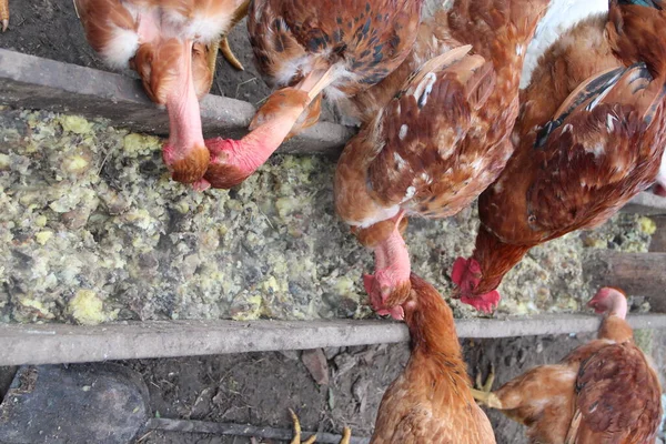 養鶏場の鶏を食べる 国内の鳥 家禽農場で給餌 鶏と農場で鶏 — ストック写真