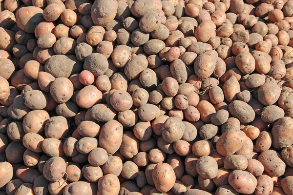 Montón Patatas Almacenadas Sótano Cosecha Patatas Encuentra Sótano Productos Agrícolas —  Fotos de Stock