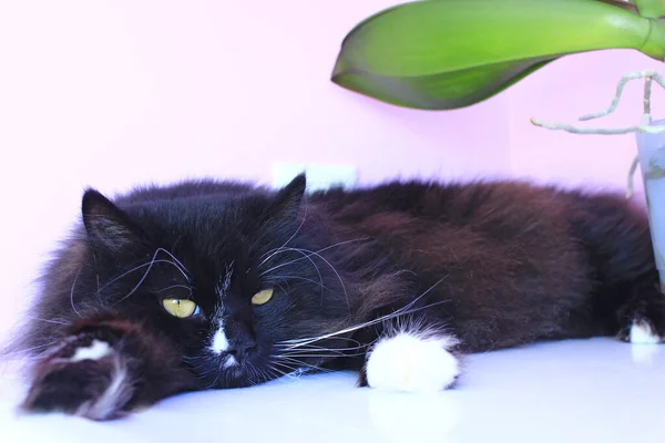 Gato Orquídeas Rosadas Sobre Fondo Interior Moderno Mascota Doméstica Negra — Foto de Stock