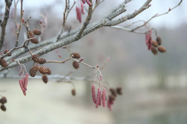 用去年春天的金丝雀和球果做的杏树枝干 赤褐色的树枝状突起物 — 图库照片