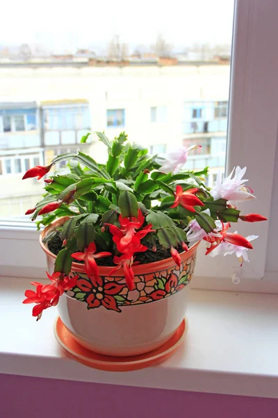 Beautiful Red Flowers Schlumbergera Blooming Flower Pot Window Sill Christmas — Stock Photo, Image