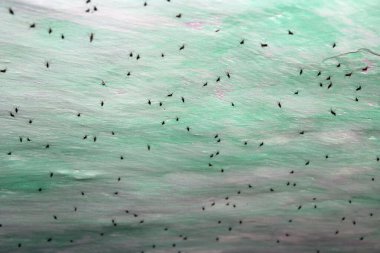 Kışlık sivrisinekler bodrumun tavanında. Sivrisinekler kış için saklanır. Birçok sivrisinek mahzende kışı bekliyor. Kan emici böcekler. Zararlı böceklerin hayatı