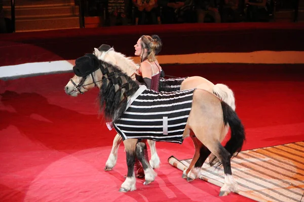 Gomel Belarus Maio 2018 Pôneis Apresentando Circo Belo Pônei Treinador — Fotografia de Stock