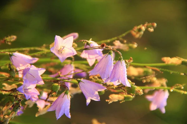 雨の後 水の滴でブルーベル カンパヌラの花は雨が降る 雨の中で野の花 ブルーベルの美しい紫色の花は 水の滴を覆った 水の滴を持つ花 — ストック写真