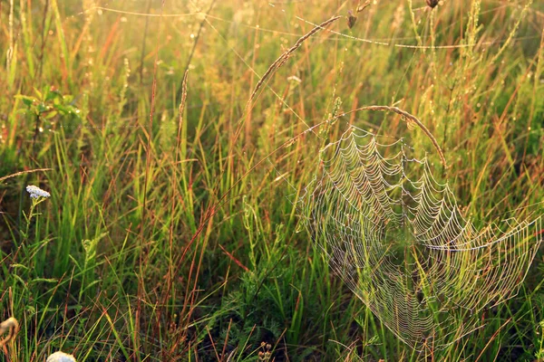 Planta Este Înfășurată Pânză Umedă Zori Dew Cobweb Flori Vară — Fotografie, imagine de stoc