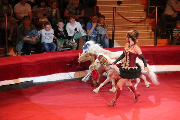 Gomel Belarus Maio 2018 Pôneis Apresentando Circo Belo Pônei Treinador — Fotografia de Stock