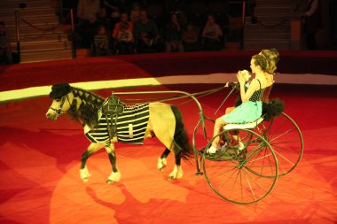 Gomel / Belarus - 20 Mayıs 2018: Pony sirkte gösteri yapıyor. Güzel midilli. Hayvan eğitmeni sirkte küçük atlarla birlikte gösteri yapıyor.