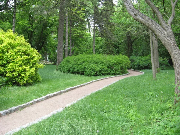 Letni Park Ścieżką Między Zielonymi Drzewami Letni Krajobraz Parkiem Miejskim — Zdjęcie stockowe