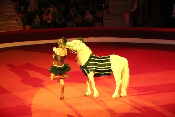 Gomel Bielorrusia Mayo 2018 Pony Arena Performing Circus Hermoso Pony —  Fotos de Stock