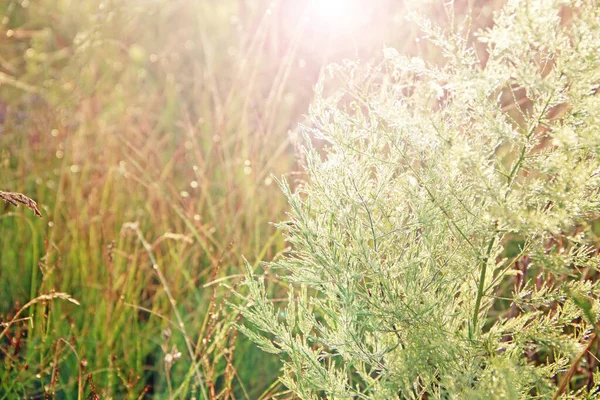 Ramuri Sparanghel Officinalis Roua Dimineață Raze Soare Frunzele Verzi Sparanghel — Fotografie, imagine de stoc