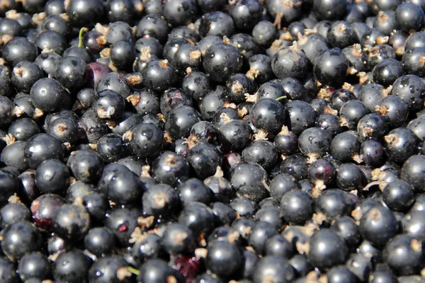 Heap Black Currant Closeup Rich Crop Berries Black Currant Textured — Stock Photo, Image