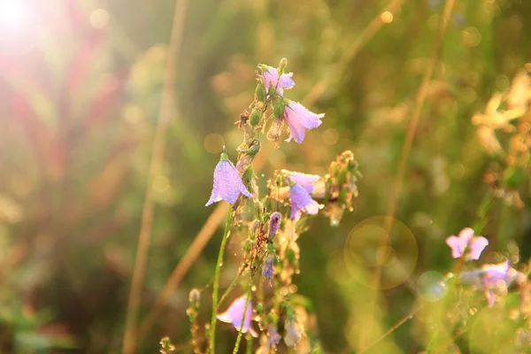 Bluebells Zori Raze Răsărit Soare Frumoase Flori Violet Bluebells Lumina — Fotografie, imagine de stoc