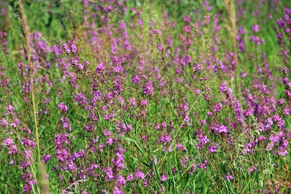 Flowers Chamaenerion Angustifolium Blooming Summer Field Product Natural Tea Chamaenerion — Stock Photo, Image