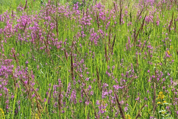 Květiny Chamaenerion Angustifolium Kvetoucí Letním Poli Produkt Přírodní Čaj Chamaenerion — Stock fotografie