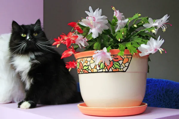 Schlumbergera red flowers. Christmas flowers in flowerpots. Room decoration. Beautiful red flowers of Schlumbergera. Two-color flower blooming in one pot — Stock Image Schlumbergera Red Flowers Christmas Flowers Flowerpots Room Decoration Beautiful Red Stock Picture