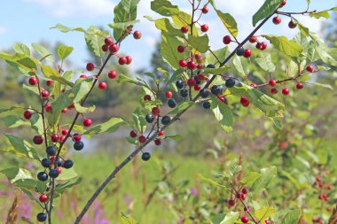 Frangula alnus 'un siyah ve kırmızı dutlu dalları. Frangula alnus 'un Meyveleri
