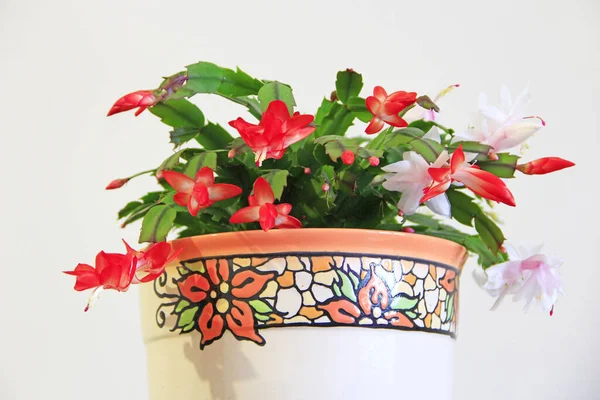 Schlumbergera Red Flowers Christmas Flowers Flowerpots Room Decoration Beautiful Red — Stock Photo, Image