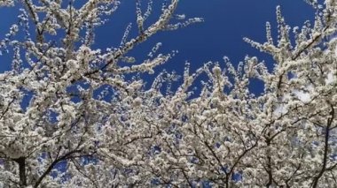 Mavi gökyüzü arka planında çiçek açan kiraz eriği. İlkbaharda açan kiraz eriği dalları. Bahçede açan kiraz eriği ağacının beyaz çiçekleri. Bahar bahçesi