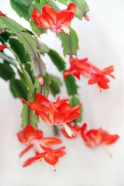 Schlumbergera Rode Bloemen Kerstbloemen Bloempotten Kamerdecoratie Mooie Rode Bloemen Van — Stockfoto