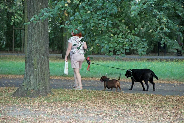 공원에서 산책시키는 공원을 여자가 마리의 끈으로묶은 공원을 있습니다 키우는 공원에서 — 스톡 사진