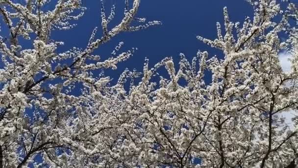 Floración Ciruela Cerezo Fondo Del Cielo Azul Ramas Flor Cerezo — Vídeo de stock