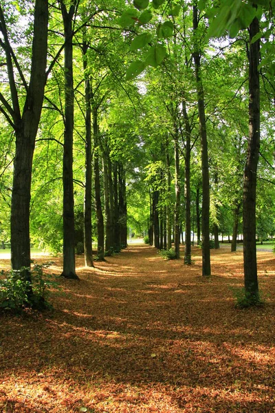 緑の木々の間に乾燥した葉で覆われた通路を持つ夏の公園 都市公園と夏の風景 都市公園の緑の葉の木 緑の木々の間を通る夏の公園 — ストック写真