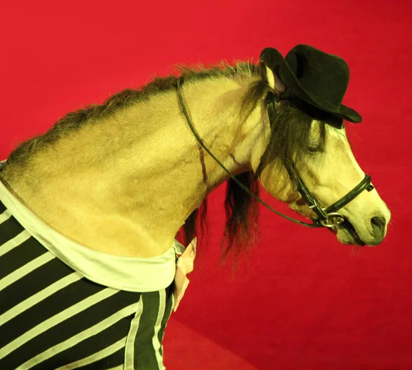 Pferd Mit Mütze Tritt Zirkusmanege Auf Schönes Porträt Des Zirkus — Stockfoto