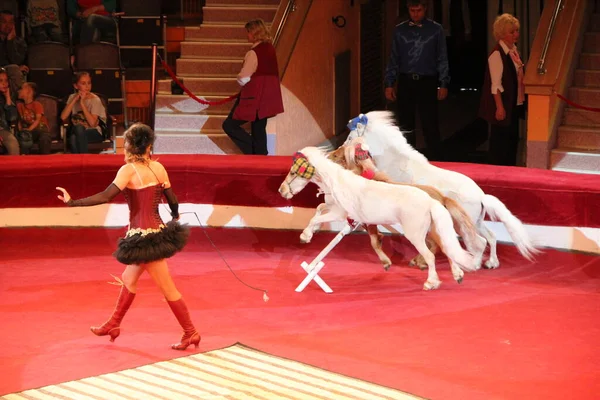 Gomel Bielorrusia Mayo 2018 Los Ponis Corren Arena Actuando Circo —  Fotos de Stock