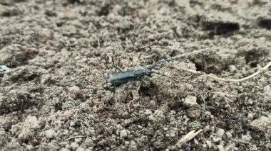 Oğlak böceği toprakta sürünüyor. Büyük bıyıklı böcek. Cerambyx cerdo. Toprakta koşan uzun boynuzlu böcek. Çirkin siyah böcek.