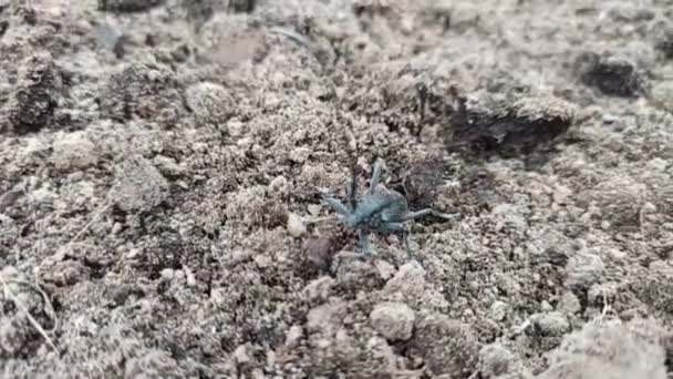 Eenhoorn Kever Kruipend Grond Grote Snorkelaar Wat Gebeurd Langhoornkever Loopt — Stockvideo