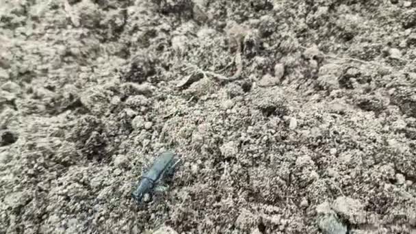 摩羯座甲虫在泥土上爬行 大胡须虫 Cerambyx Cerdo — 图库视频影像
