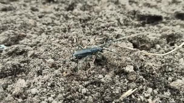 Capricorn Beetle Creeping Soil Big Whiskered Bug Cerambyx Cerdo Longhorn — Stock Video