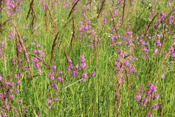 Flores Chamaenerion Angustifolium Florescendo Campo Verão Perto Lago Matéria Prima — Fotografia de Stock