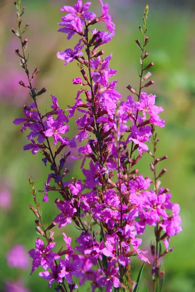 Kwiaty Chamaenerion Angustifolium Kwitnące Letnim Polu Produkt Naturalnej Herbaty Zbliżenie — Zdjęcie stockowe