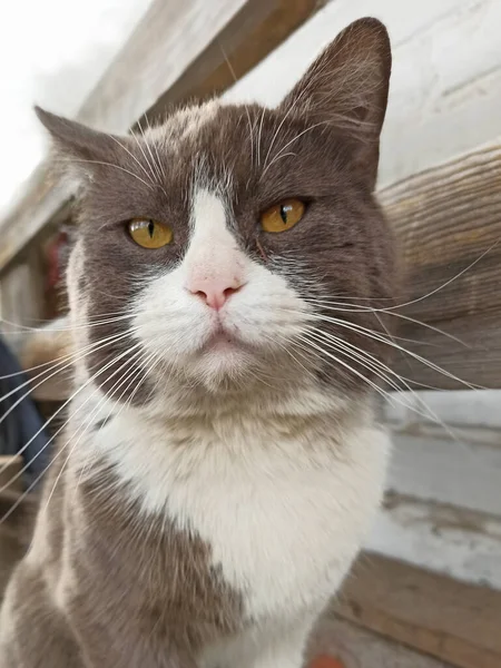 Kattmynning Närbild Munstycke Rökfärgad Katt Lata Husdjur Husdjur Blicken Vit — Stockfoto