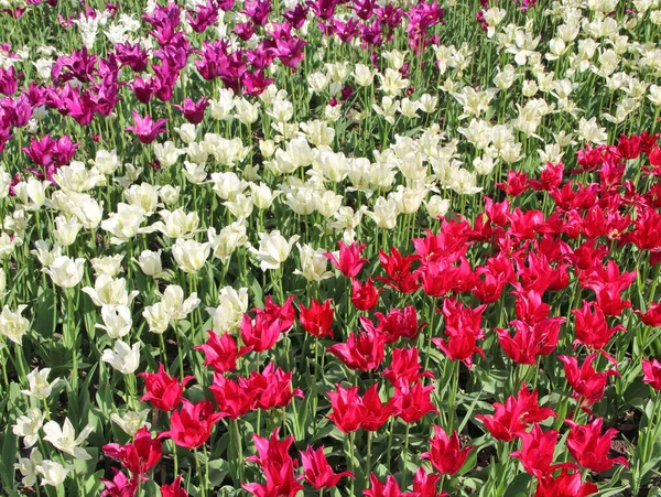 Liliowe Czerwone Białe Tulipany Kwietniku Mieście Ogród Wiosenny Czerwone Białe — Zdjęcie stockowe