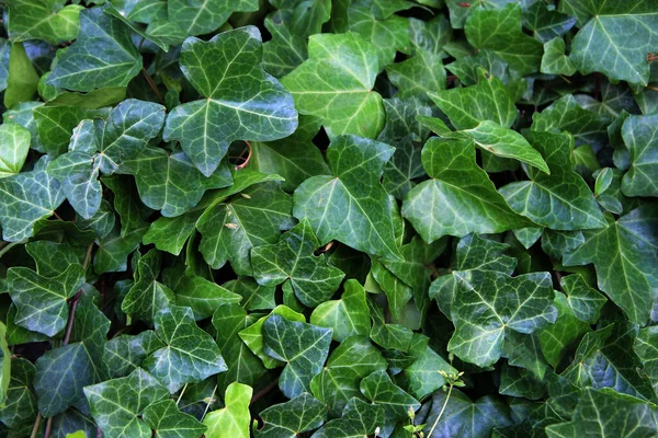 Naturlig Grön Bakgrund Från Hedera Helix Närbild Hedera Helix Murgröna — Stockfoto