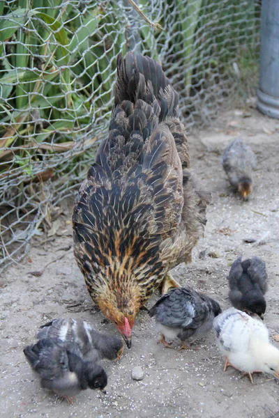 Poule Aux Poussins Picorant Grain Dans Volaille Mère Poule Poule — Photo