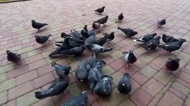 Birçok güvercin yerde yemek yiyor. Şehir güvercini besleniyor. Güvercin sürüsü yolda kırıntı yer. Güneşli bahar gününde parkta ekmek kırıntıları yiyen bir grup güvercin. Şehir kuşları yemek yiyor. 