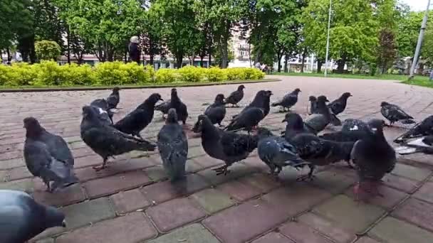许多鸽子在地板上吃东西 喂城市的鸽子成群的鸽子在路上吃着碎屑 在阳光明媚的春天 一群鸽子在公园里吃面包屑 吃东西的城市鸟类 — 图库视频影像