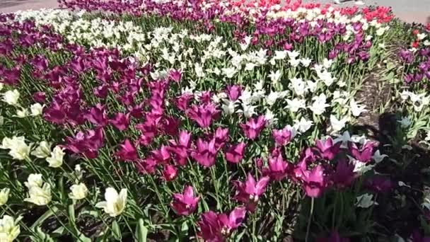 Tulipas Lilás Vermelho Branco Canteiro Flores Cidade Jardim Primavera Túlipas — Vídeo de Stock