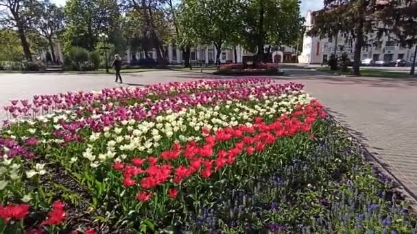 Czernihów Ukraina Maja 2020 Ukraina Liliowe Czerwone Białe Tulipany Kwietniku — Wideo stockowe