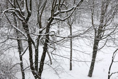 Ağaçlar kar telaş sırasında. Kış arka plan.