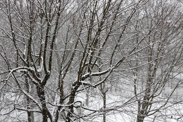 Trees while snow flurry. Winter background. — Stock Photo, Image