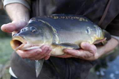 Sazan ana bileşeni, Lehçe Noel arifesi sağlar