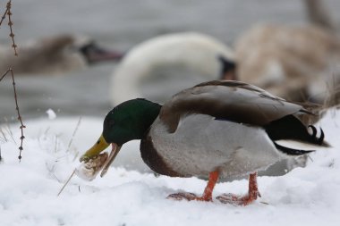 Donmuş gölde ördek