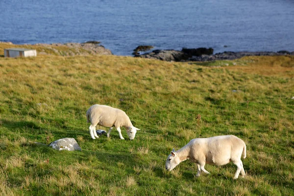 Neist pont, Isle of Skye, Skócia — Stock Fotó