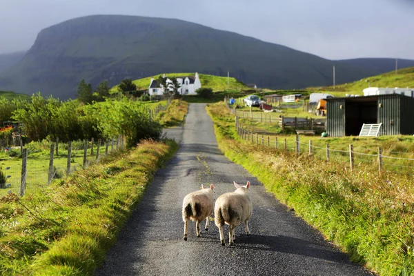 Sheeps on the road, Isle of Skye, Scotland