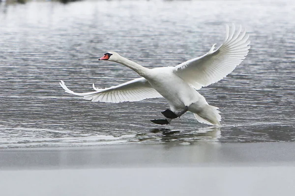 Cisne de desembarco en lago congelado —  Fotos de Stock